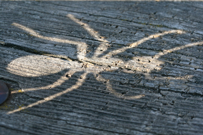 ant_blog