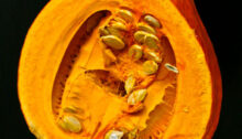 pumpkin