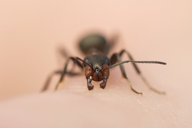 daily_ant_32