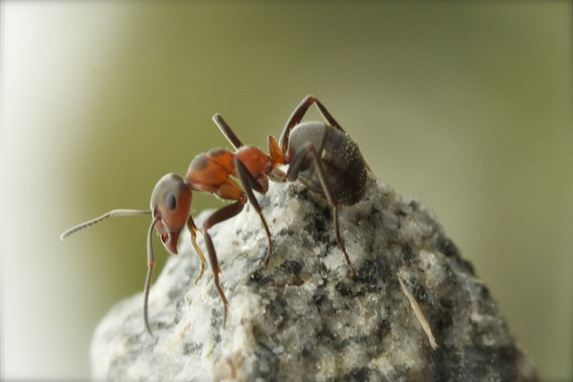 daily ant 33