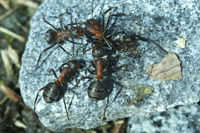 daily_ant_34