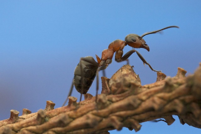 daily_ant_37