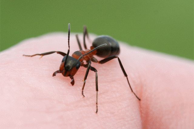daily_ant_39