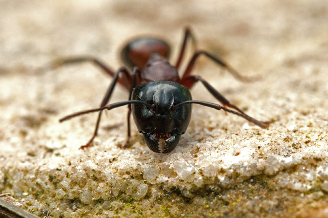daily_ant_53