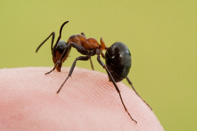 daily_ant_54
