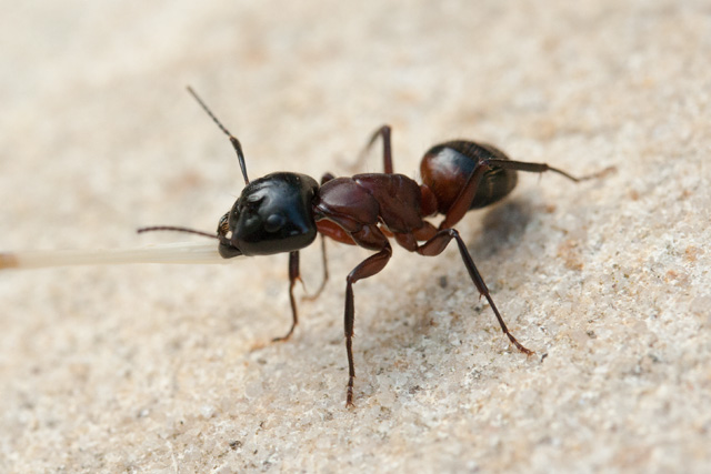 daily_ant_57