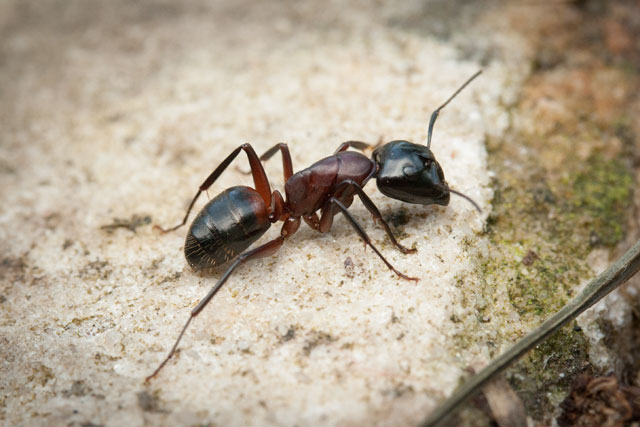 daily_ant_62